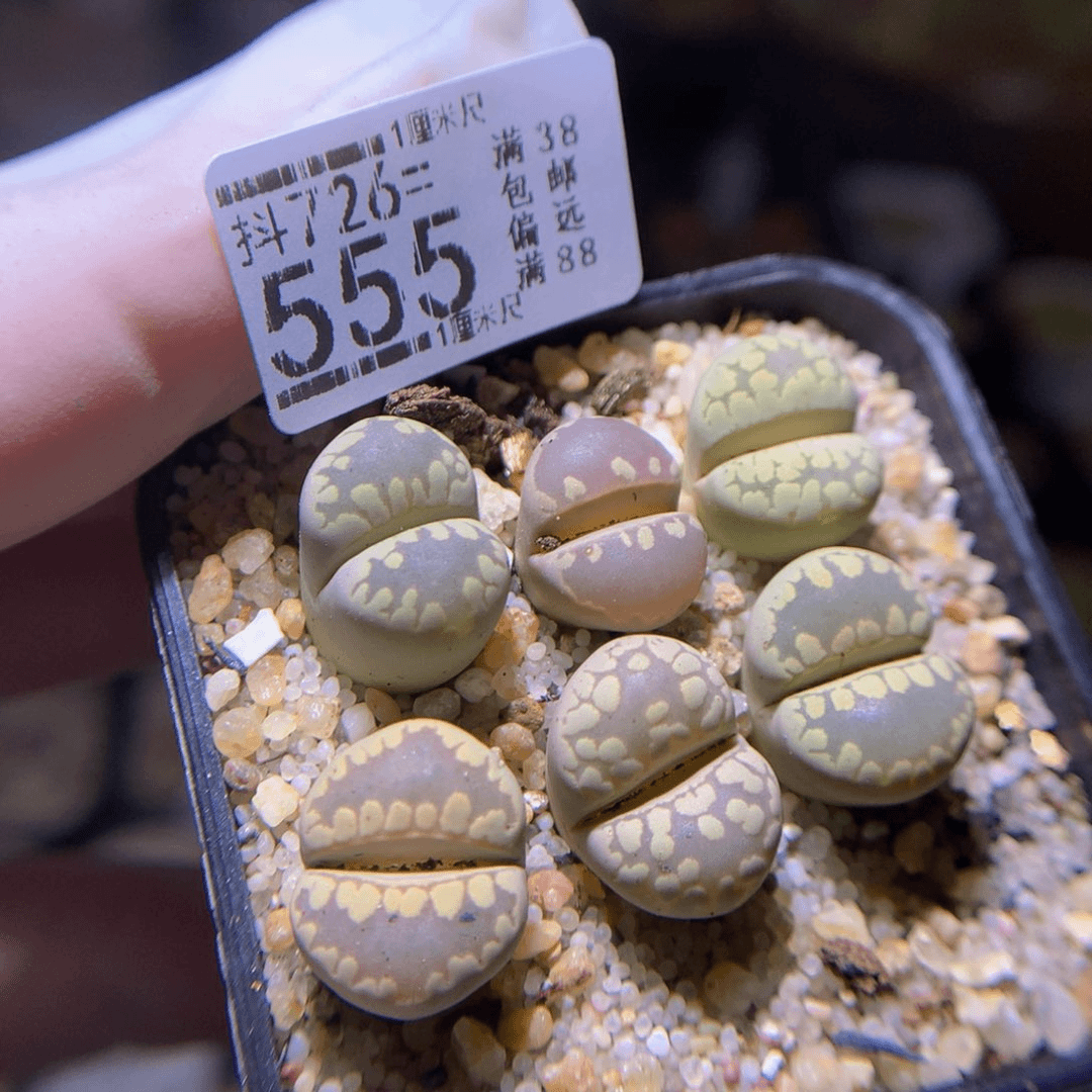 精品生石花726.555