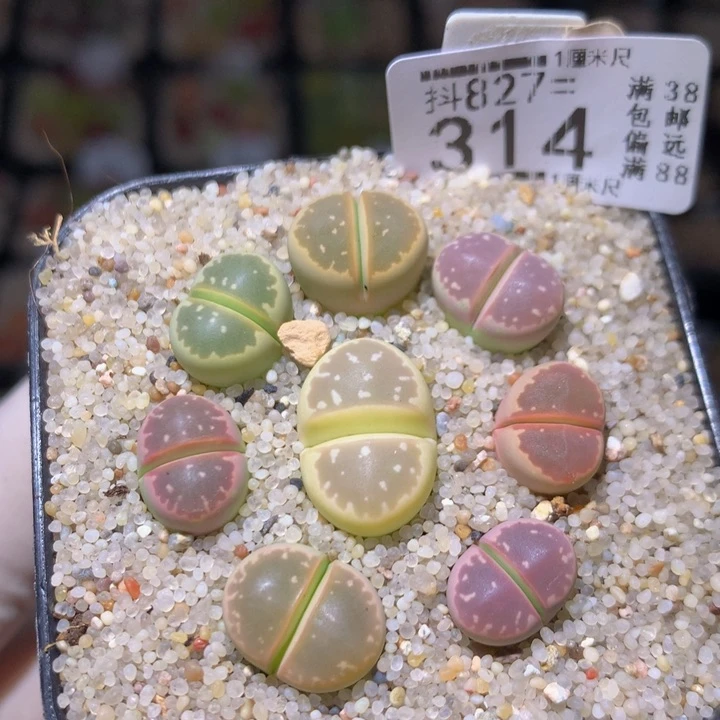 精品生石花827.314