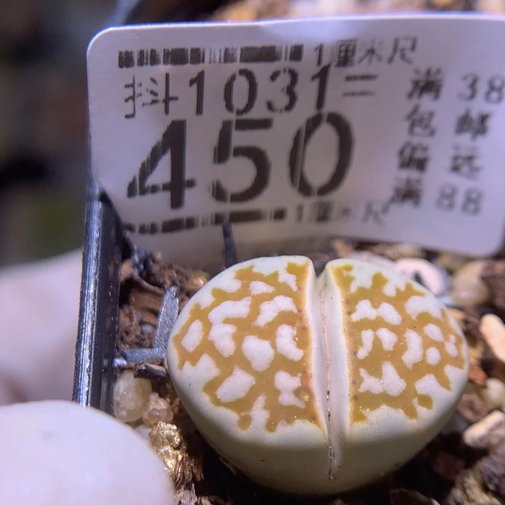 精品生石花1031.45