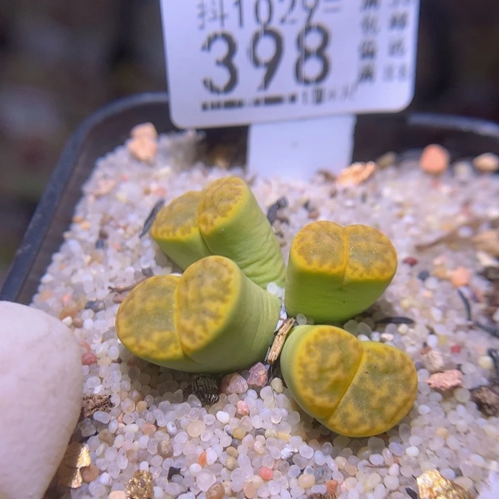 精品生石花1029.398