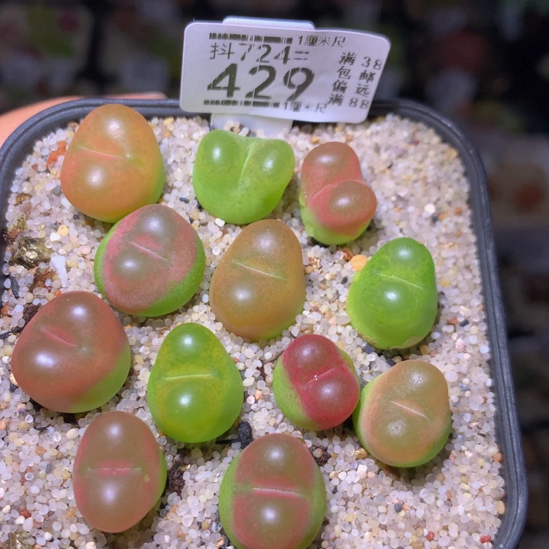 精品生石花724.429