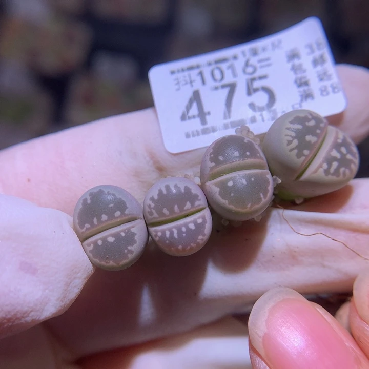 尹*.精品生石花1016.475