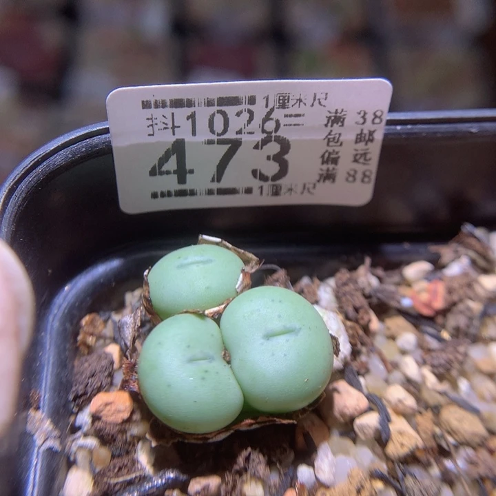 精品生石花1026.473