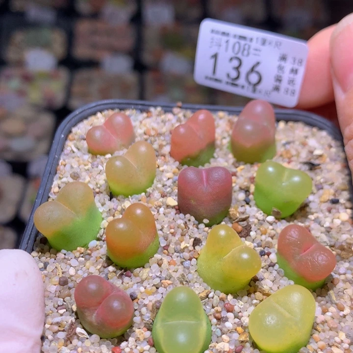 精品生石花108.136