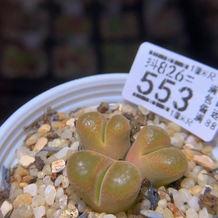 精品生石花826.553