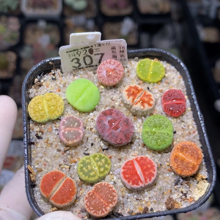 精品生石花921.307