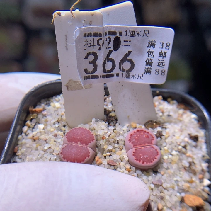 ?*?精品生石花921.366