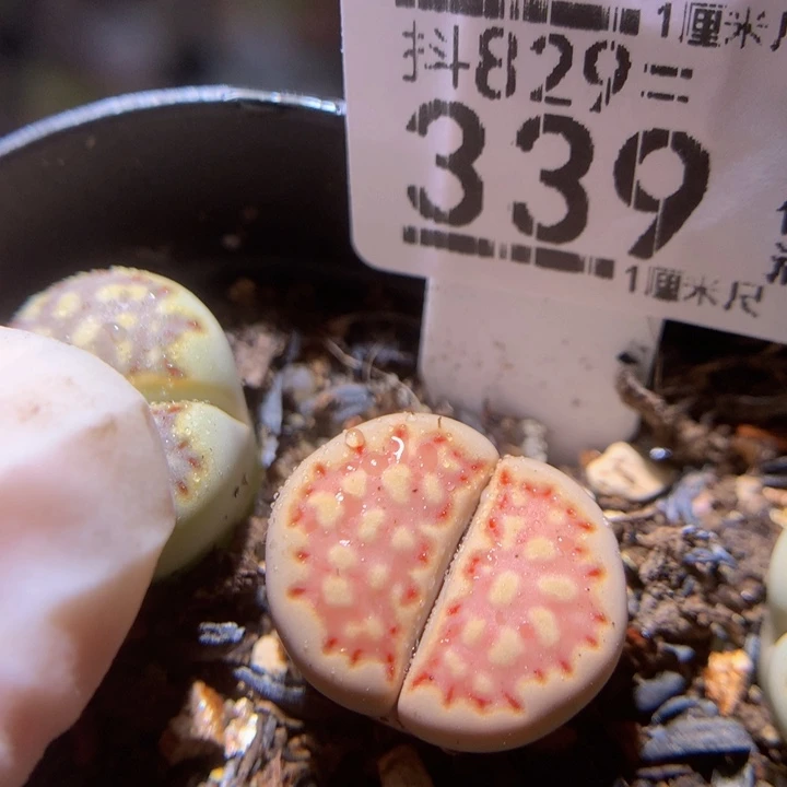 精品生石花829.339