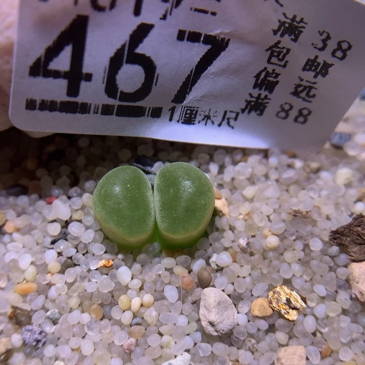 精品生石819.467