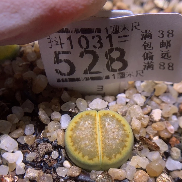 精品生石花1031.528