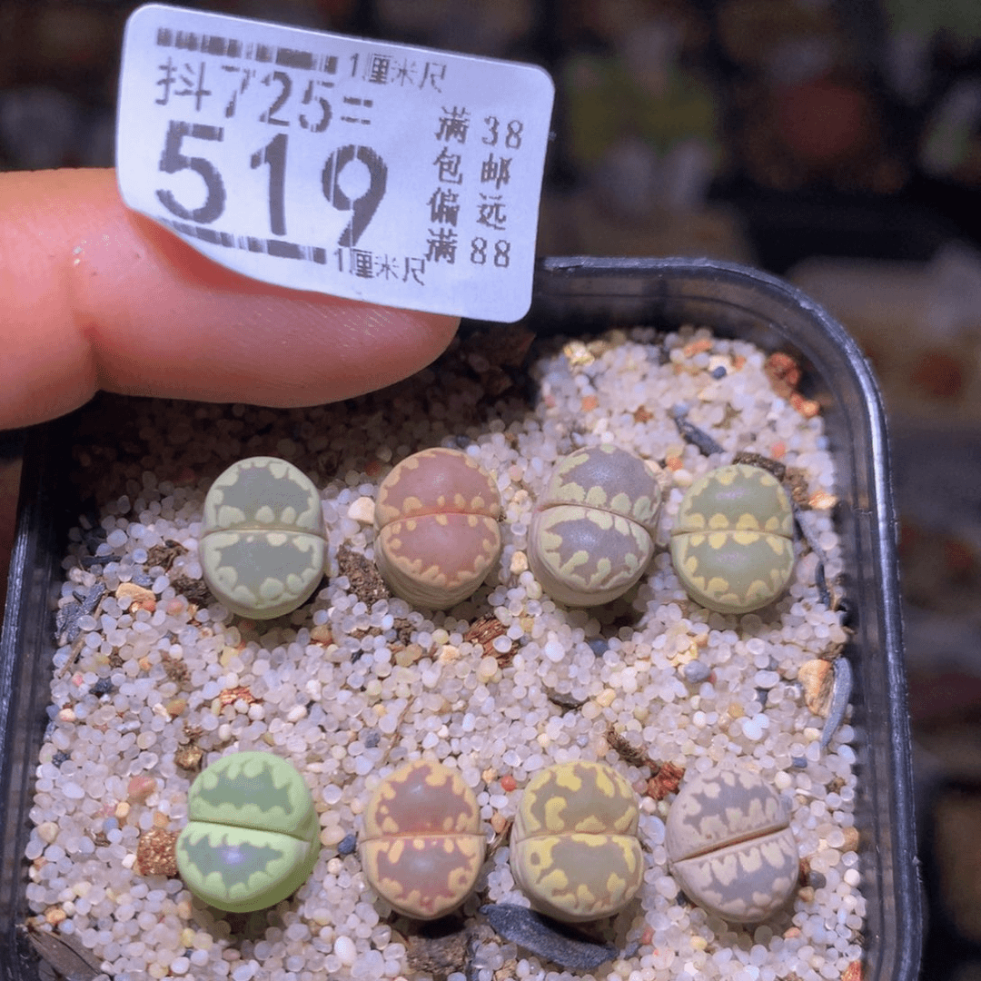 精品生石花725.519