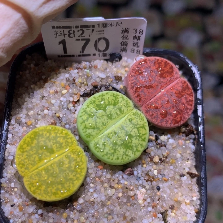 精品生石花827.170