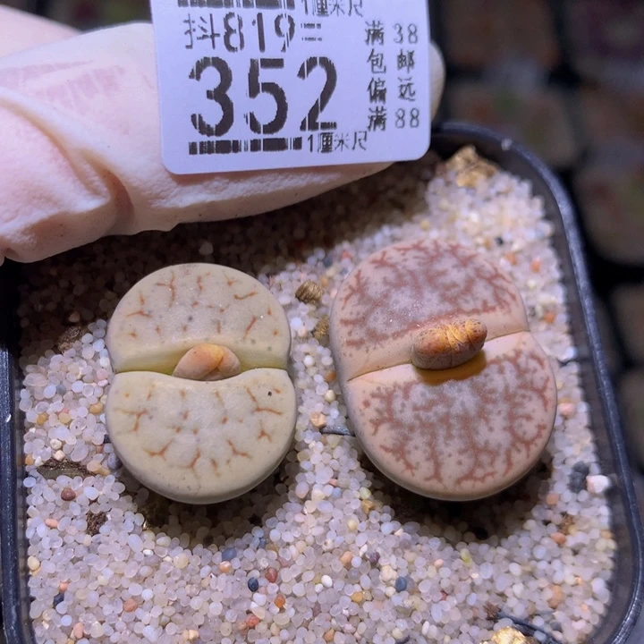 精品生石花819.352