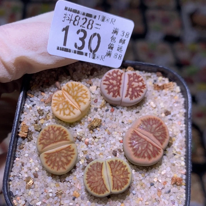 精品生花多肉828.130