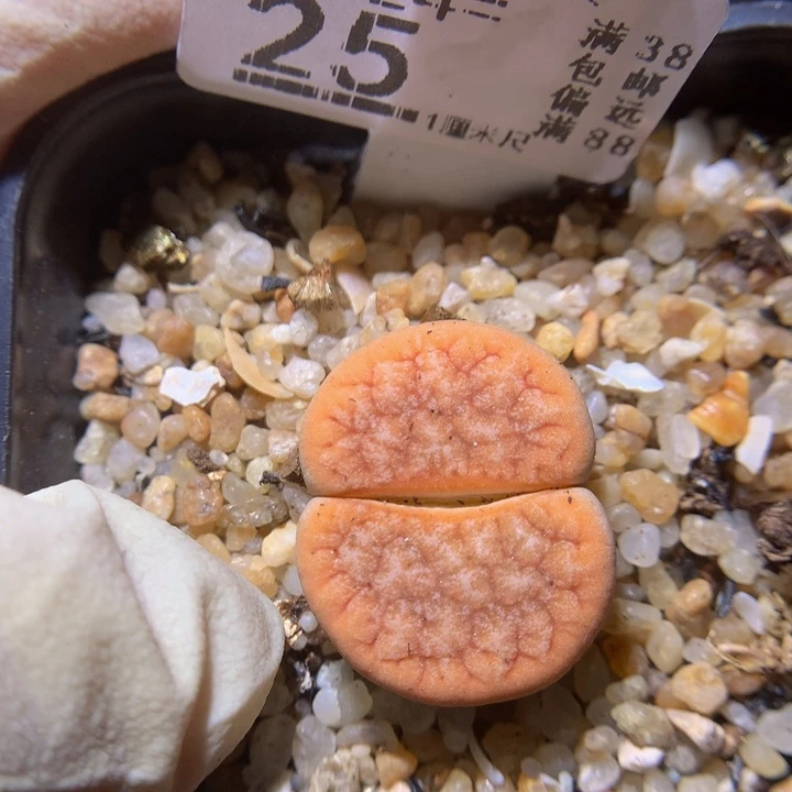 精品生气花824.25
