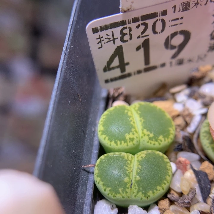 精品生石花820.419