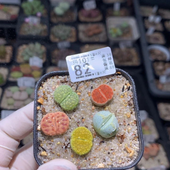 精品生石花101.82