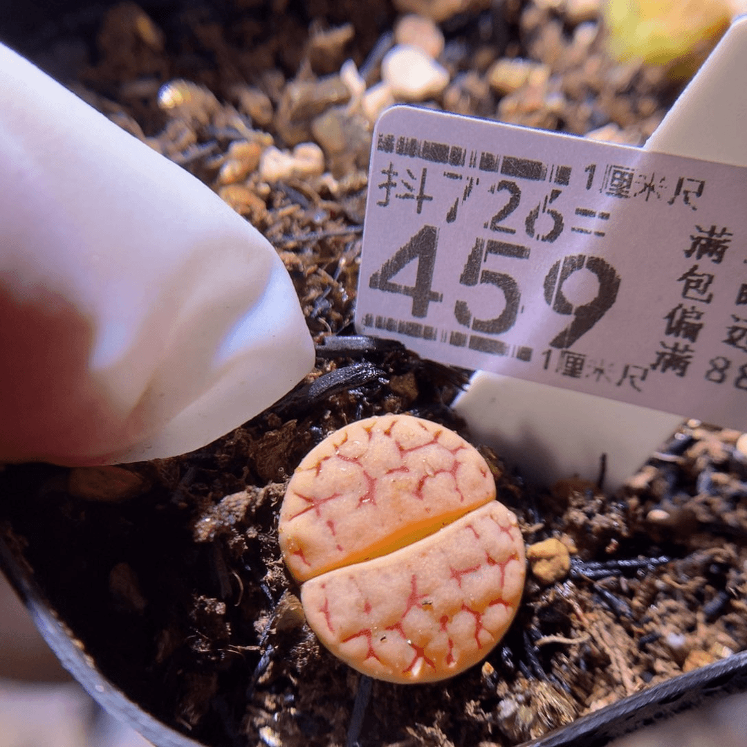 精品生石花726.459