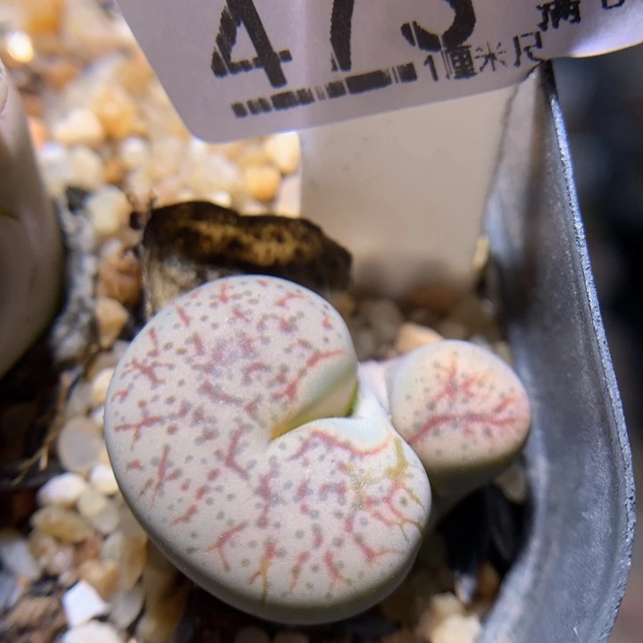 精品石石花107.473