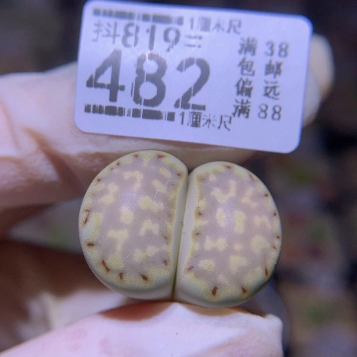 精品生石819.482