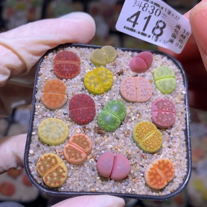 精品生石花830.418