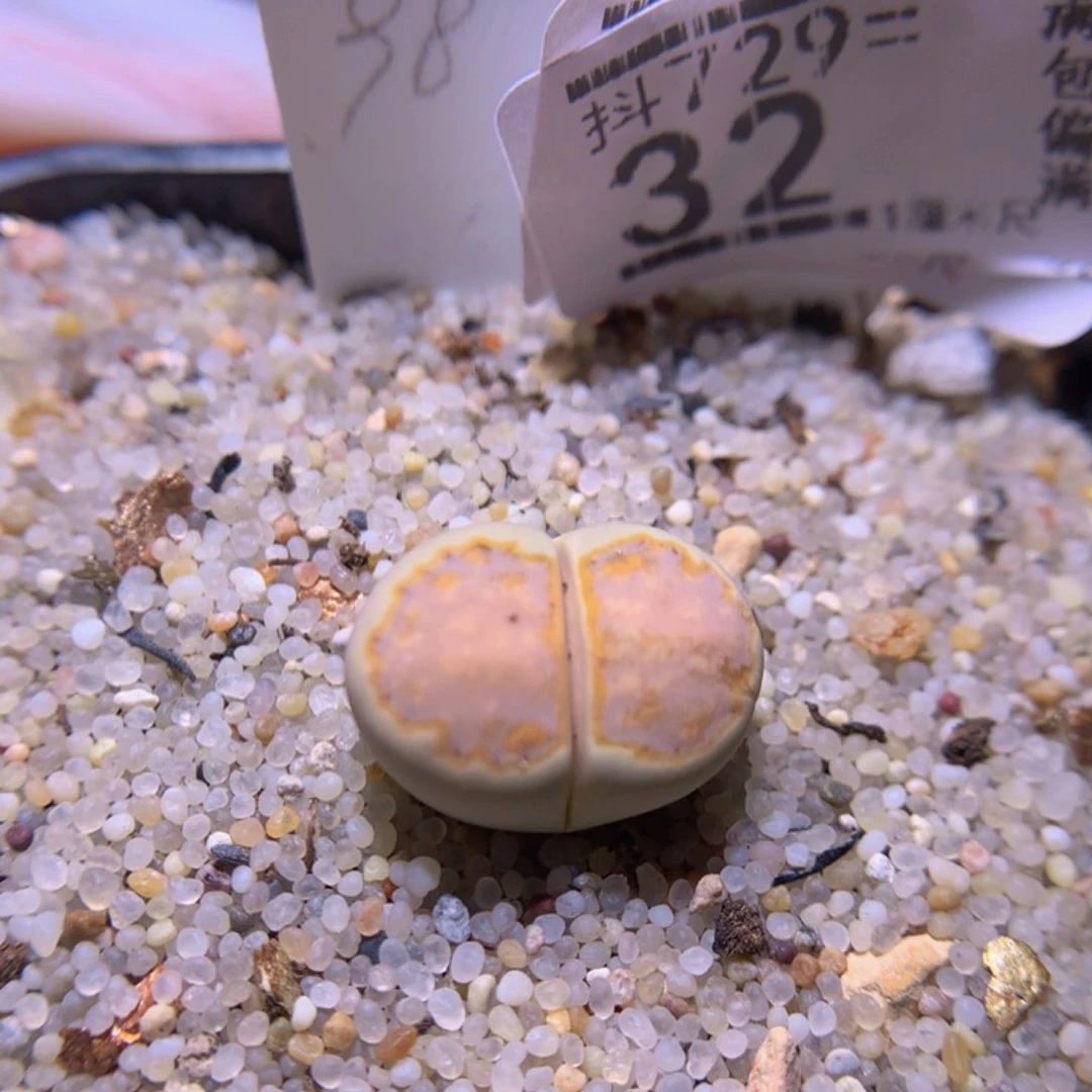 精品生石花729.32
