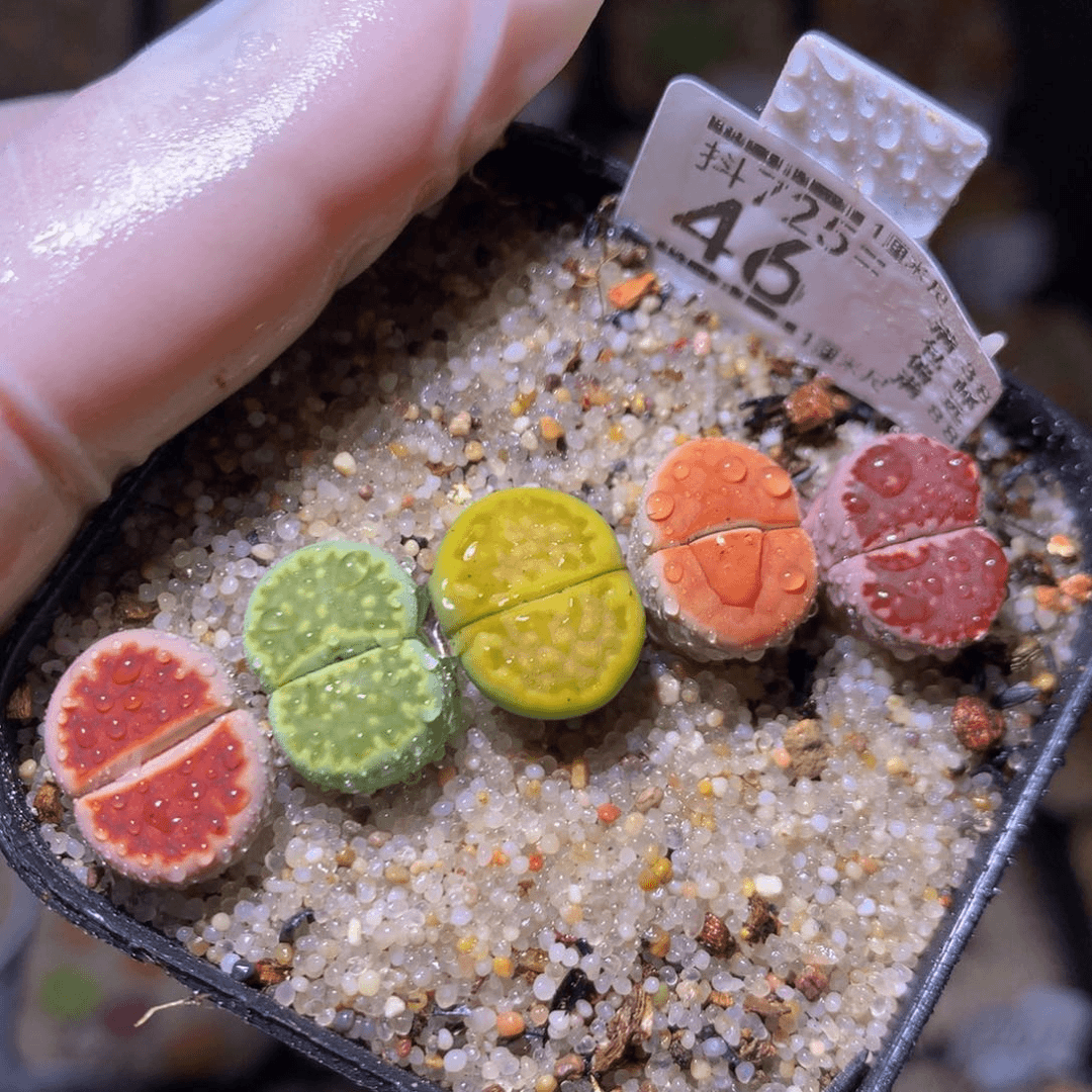 精品生石花725.46