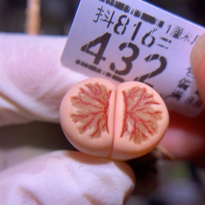 精品生石花816.432水墨