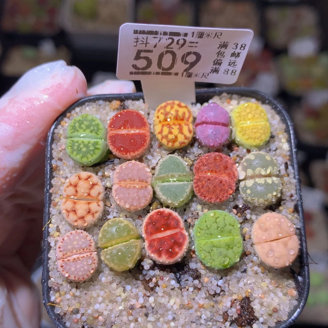 绝绝子生石花729.509