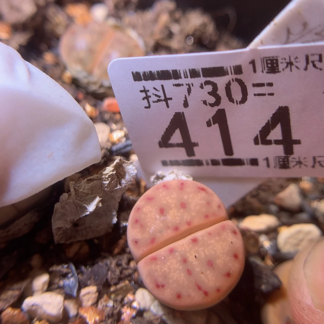 精品生石花730.414