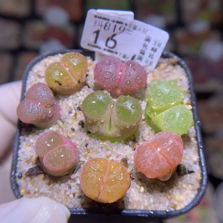 精品生石花819.16