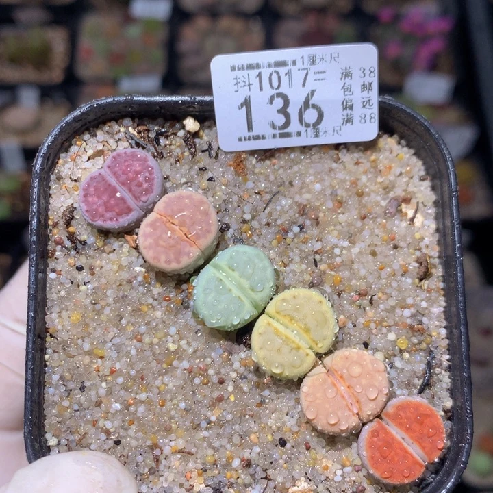 精品生石花1017.136