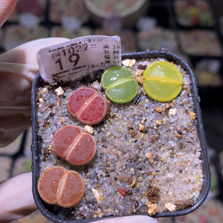 精品生石花1022.19