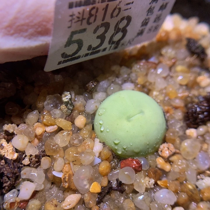 精品生石花816.538