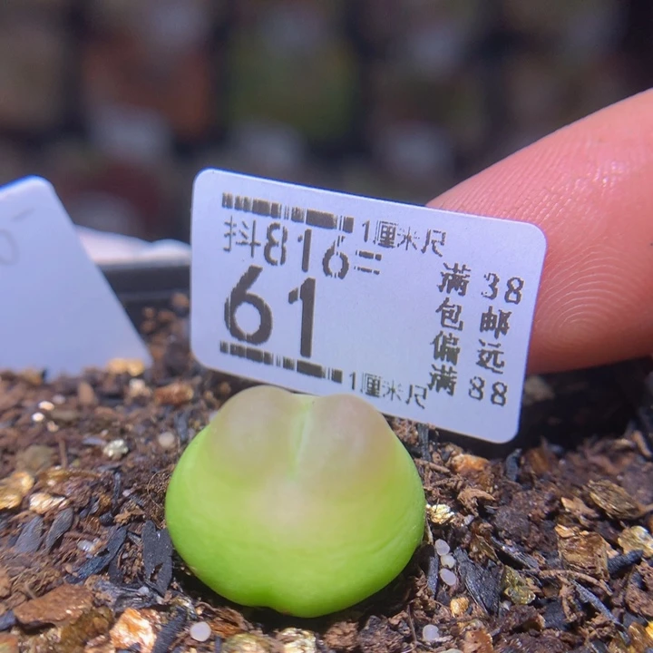 精品生石花816.61