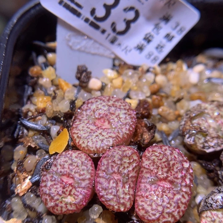 精品生花826.233