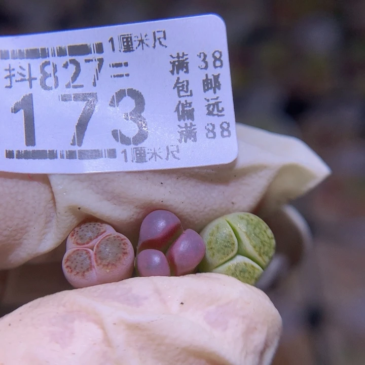 精品生石花827.173