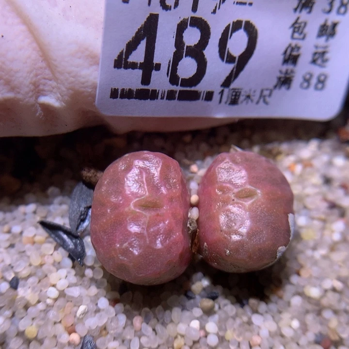 精品生石819.489