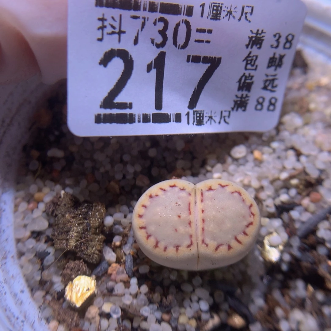 精品生石花730.217