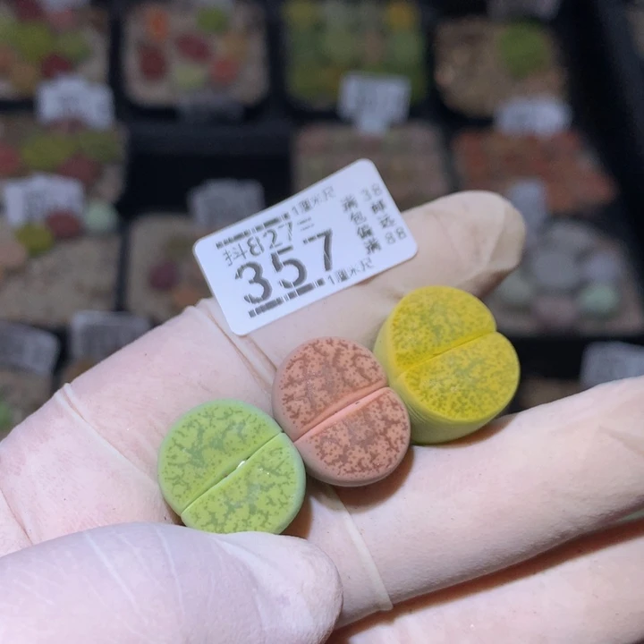 茉**苏精品生石花827.357