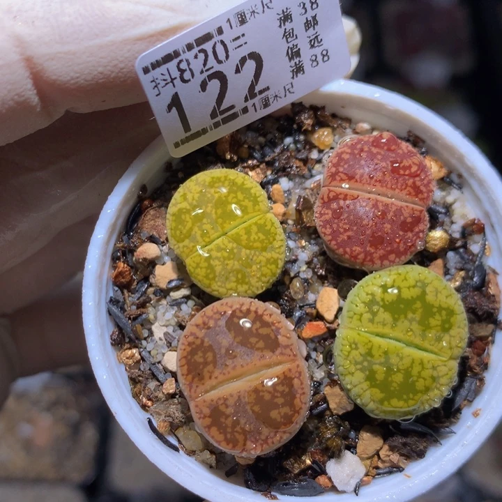 精品生石花820.122