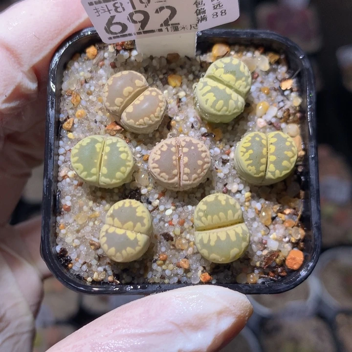 绝绝子生石花819.692