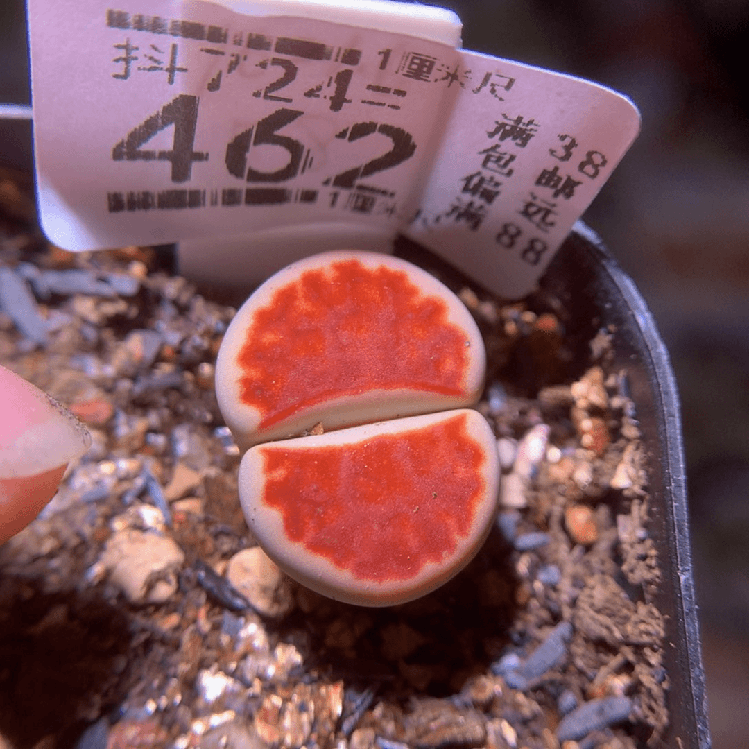 精品生石花724.462