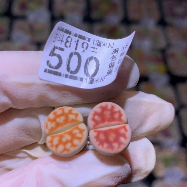 崔**儿精品生石花819.500