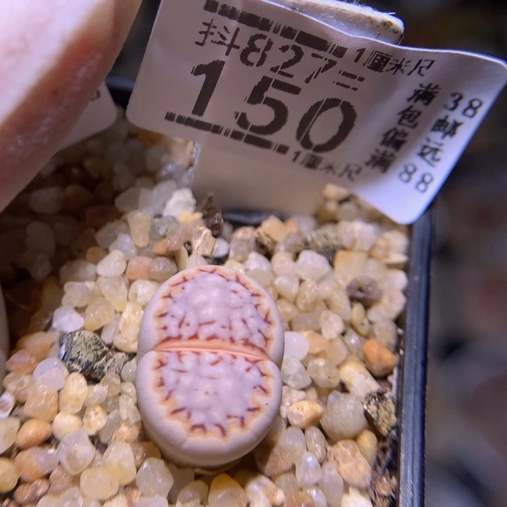 精品生石花827.150