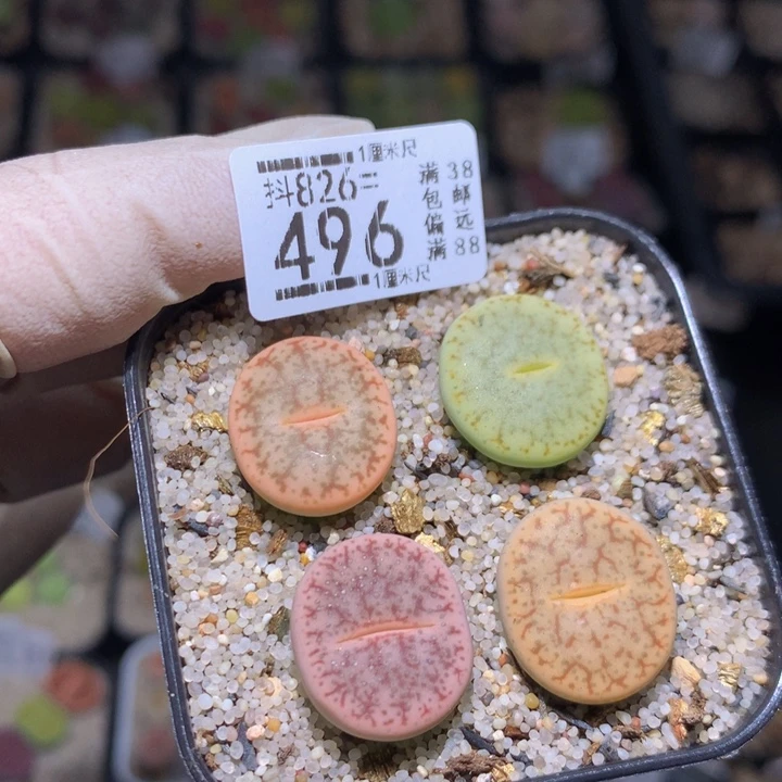 好好看的生石花826.496