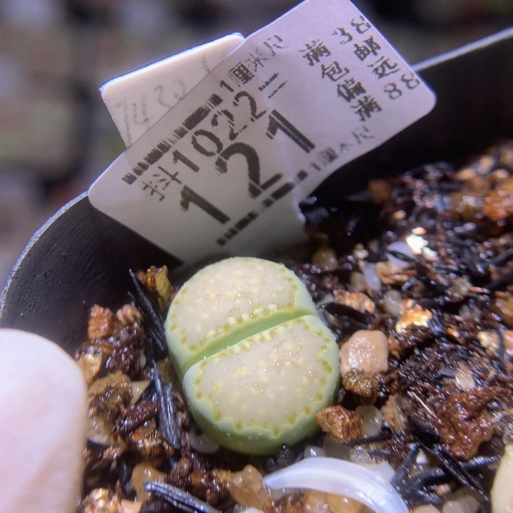 精品生石花1022.121