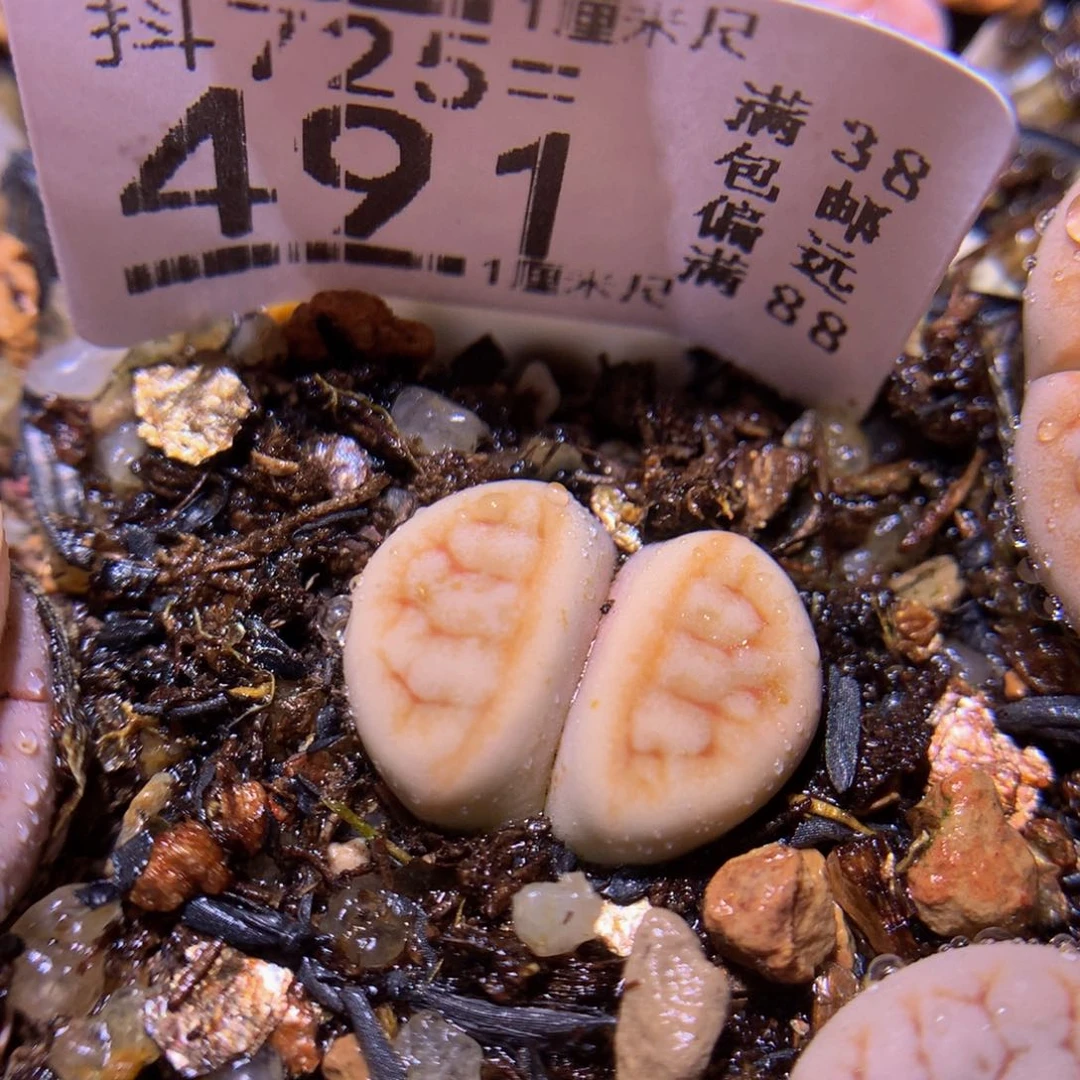 精品生石花725.491