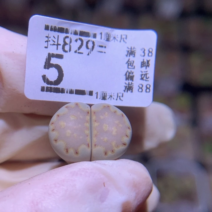 精品生石花829.5
