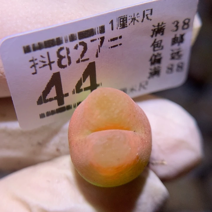 精品生石花827.44